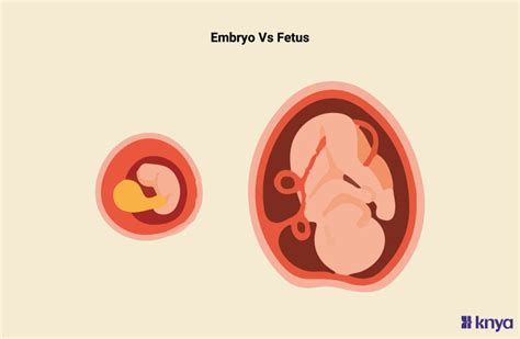 Embryo vs Fetus: Key Stages of Pregnancy – Knya