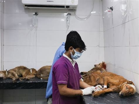 Centre aims to vaccinate 70%of 1.53 crore stray dogs; Three cental ...