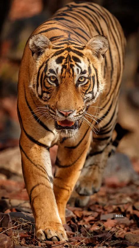 Chae Won Bin in talks to star opposite Ahn Hyo Seop in upcoming rom-com ...