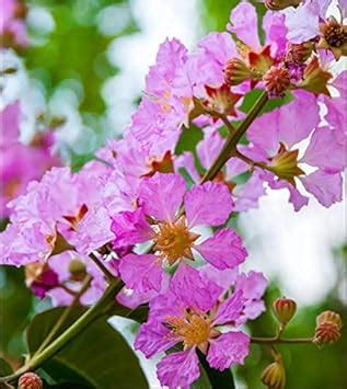SHOP 360 GARDEN Lagerstroemia flos reginae, Queens Crape Myrtle, Queens ...