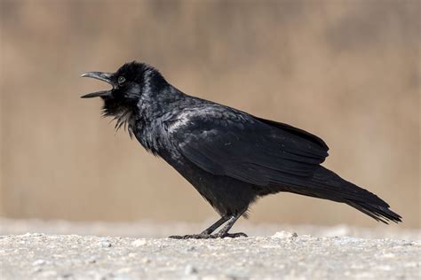 10 Fun Facts About the American Crow | Audubon