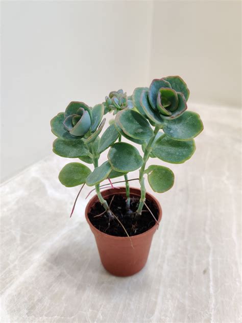 Kalanchoe Succulents – ChhajedGarden.com
