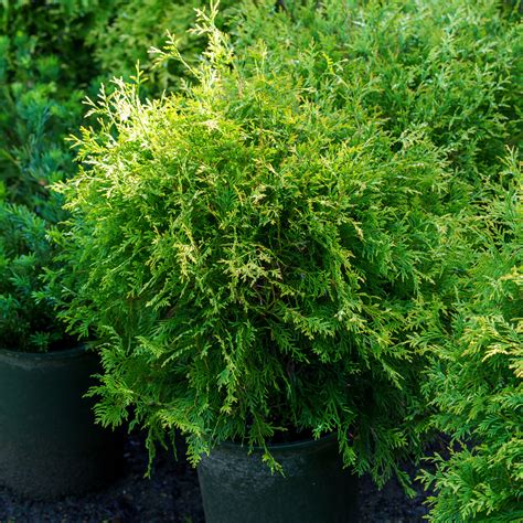 Arborvitae – Plant Detectives