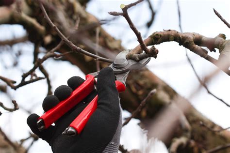 Image result for Apple Tree Pruning