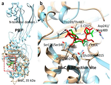 Time-Resolved Macromolecular Crystallography at Pulsed X-ray Sources