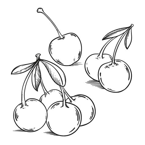 Premium Vector | Hand drawn cherry outline illustration