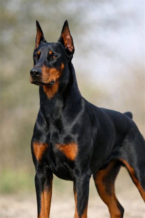Doberman Pinscher Breed Information And Photos: Traits, Temperament ...