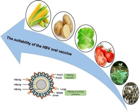 The Last Ten Years of Advancements in Plant-Derived Recombinant ...