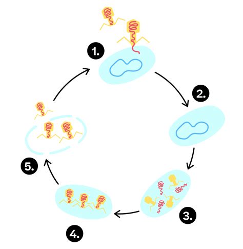 Viral life cycle, replication and control - Biology : Explanation & Exercises - evulpo