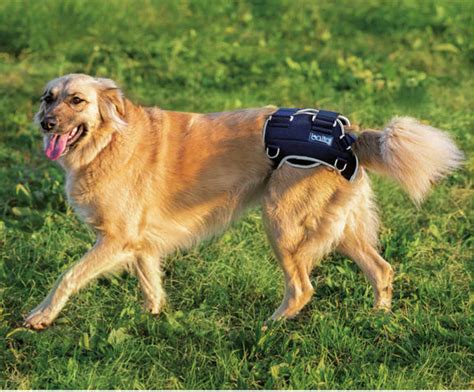 Balto Brace for Hip Dysplasia for Dogs – Oliver Pet Care Solutions Pvt Ltd