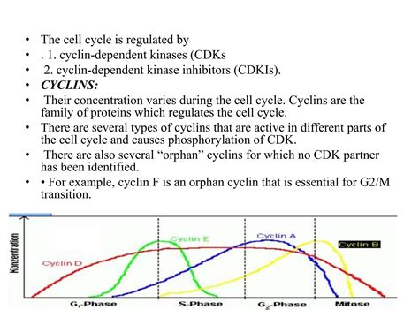 Cell cycle and its regulation | PPTX