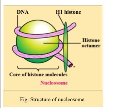 Draw neat and labelled diagram of nucleosome - Brainly.in