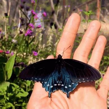 蝴蝶中的颜值担当，这些蝴蝶价值惊人，你在山里见过吗