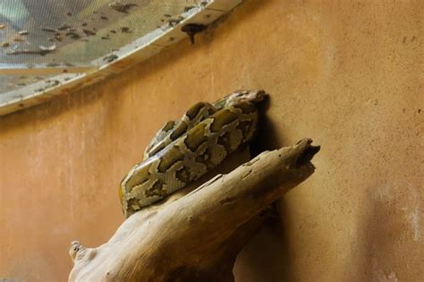 Image result for Reptile Python Cage