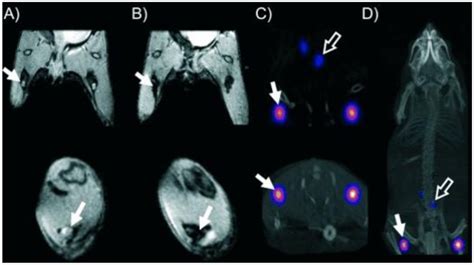 The Versatility in the Applications of Dithiocarbamates