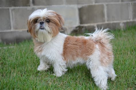 Shih Tzu Price In India