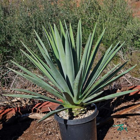Shop Blue agave 'Tequila Plant' Agave Tequilana - Care and Info ...