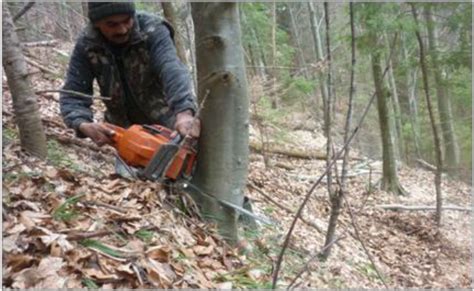 Image result for Face Cut Tree Felling