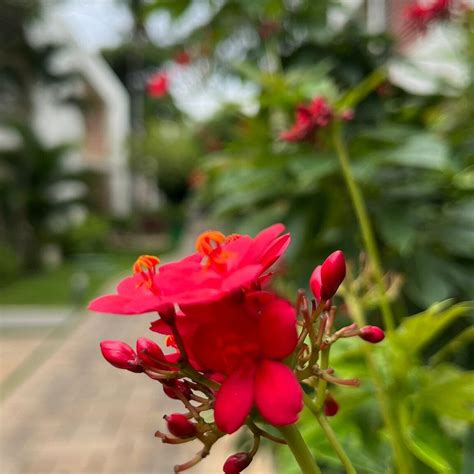 FOUR POINTS BY SHERATON MAHABALIPURAM RESORT & CONVENTION CENTER ...