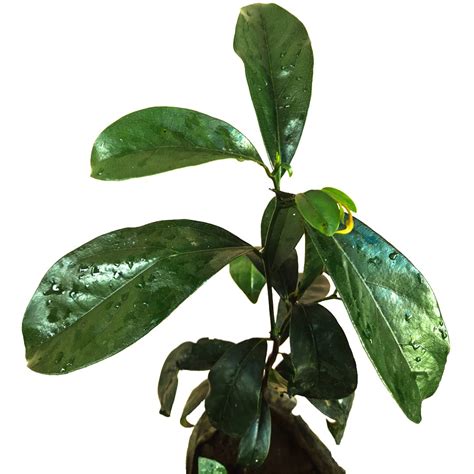 Buy Ebony tree (Vastu ) karungali | Live from South India Seedling ...