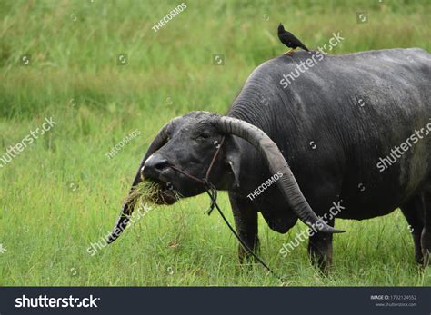 Long Horned Buffalo Longlived Buffalo Stock Photo 1792124552 | Shutterstock