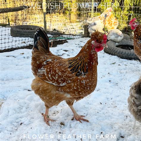 Swedish Flower Hens aka Skånsk Blommehöna Chicks at Flower Feather Farm ...