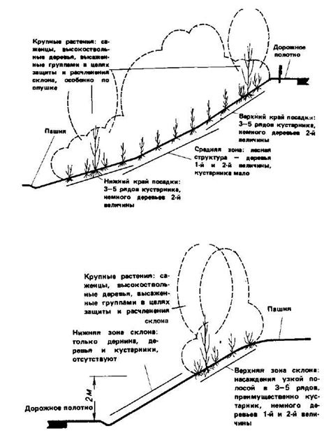 Структура древесно-кустарниковых насаждений