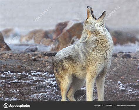 +Dogs Howling Cyotes 的图像结果