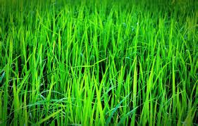 Green Fodder Production - Animal Nutrition