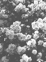 White Flower Aesthetic Wallpapers - Wallpaper Cave