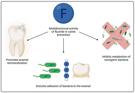 Dental Sealants Diagram