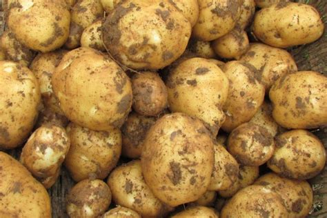 怎样种土豆高产栽培技术 —【发财农业网】