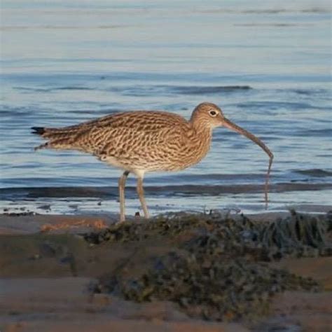 Shorebird Spotting - Guided Walk, Little Beach, Berwick, Berwick-upon ...