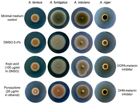 Comment on: “Melanisation of Aspergillus terreus—Is Butyrolactone I ...