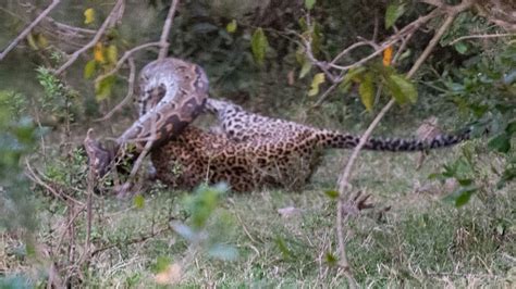 Image result for Leopard vs Python