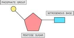 Nucleic Acids: Structure and DNA Replication - Biology for Grade 12 PDF ...