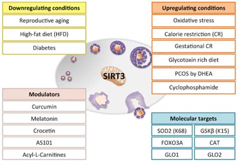 Antioxidants | Special Issue : Mitochondria Biology in Reproductive ...