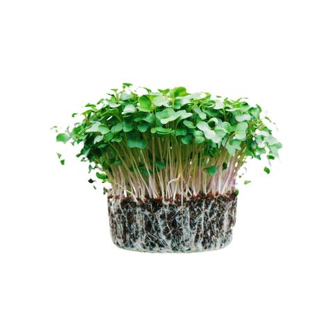Microgreens – GardenGuru