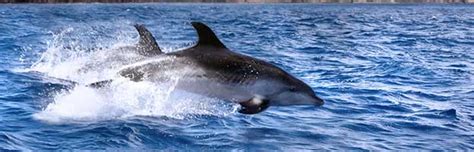 Image result for Dolphin Evolution