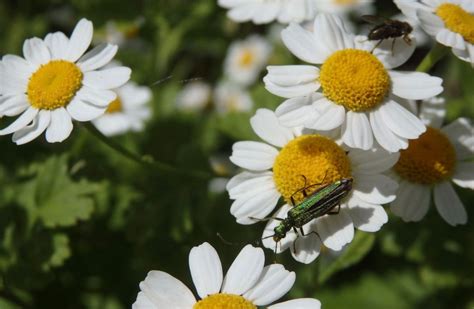 Zoopharmacognosy Summer forage walk & product making workshop, The ...
