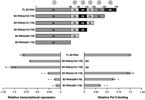 Repression of RNA Polymerase II Transcription by B2 RNA Depends on a ...