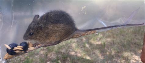 Do Field Mice Jump at Kenneth Locke blog