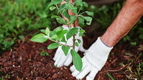 Zukunft der Kleingärten in Cottbus *** zur Debatte - Radio Cottbus