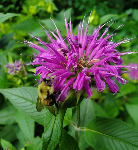 What Do Bee Balm Flowers Look Like at Christy Finch blog