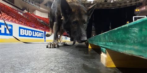 SNIFFING OUT DANGER: FBI teams up with local K9 units for rare training