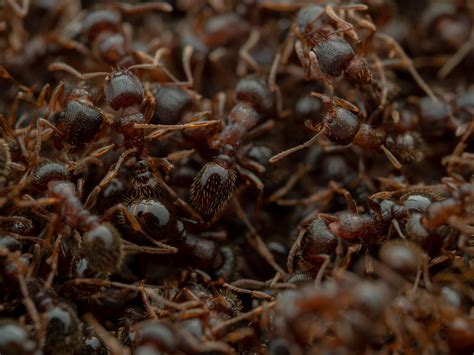 Ant Pile : r/MacroPorn
