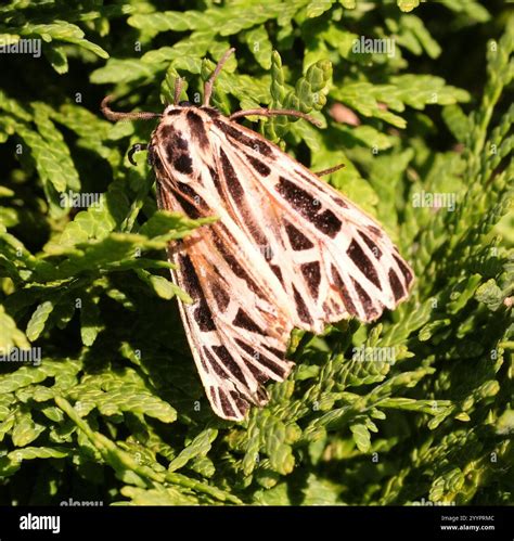 Virgin Tiger Moth (Apantesis virgo Stock Photo - Alamy
