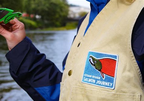 Cedar River Salmon Journey (📍Belmondo Reach), Belmondo Reach Natural ...