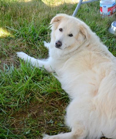 Speed Control Line Model Airplanes 的图像结果