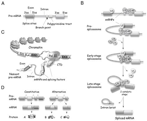 The RNA Splicing Response to DNA Damage